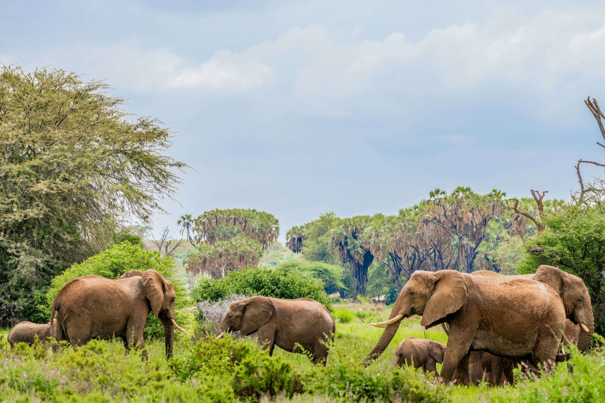 elephants